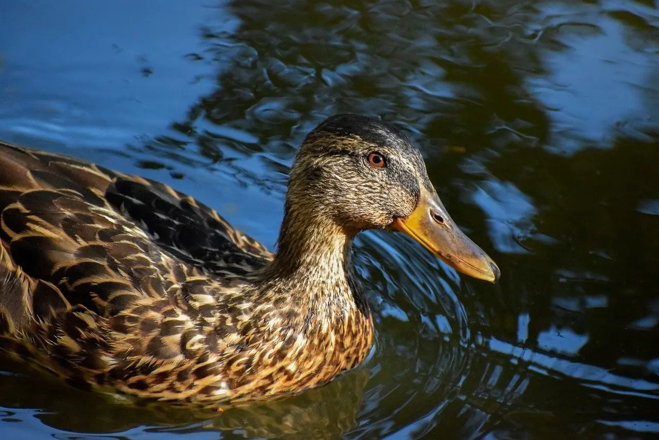 Fødevare i krydsord løsningsforslag