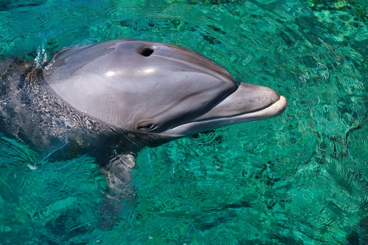 Kan man snorkle ved Sataya Dolphin Reef uden guide?