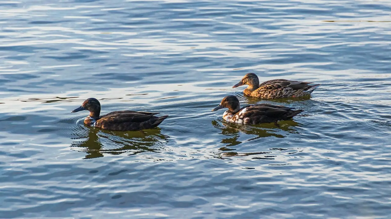 Opslag til Stille Krydsord